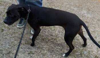 Diamond Lived with a Family Turn-key Doggie -  American Bully and Black Labrador Retriever Dog for Adoption in Charlottesville, Virginia - Diamond Lived With A Family Turn-key Doggie | PetCurious