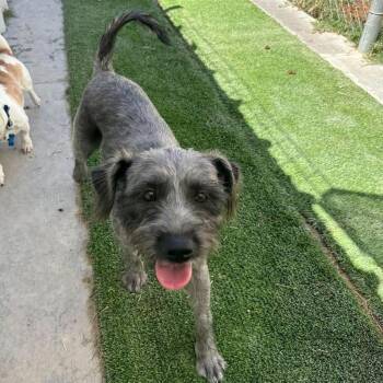 Mummy Available 9/26 -  Schnauzer and None Dog for Adoption in Loves Park, Illinois - Mummy Available 9/26 | PetCurious