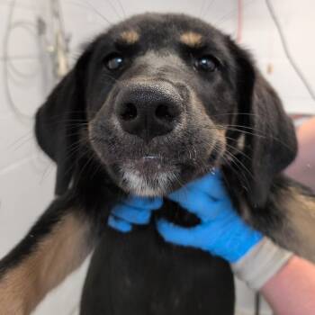 Orchid -  Shepherd and Mixed Breed Dog for Adoption in Hattiesburg, Mississippi - Orchid | PetCurious