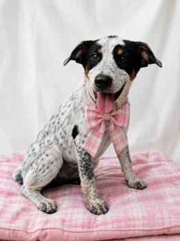 Veto -  Jack Russell Terrier and Beagle Dog for Adoption in Mount Laurel Township, New Jersey - Veto | PetCurious