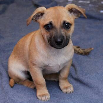 Chihuahua Dogs Available for Adoption - Impreza (Subaru Litter) | PetCurious