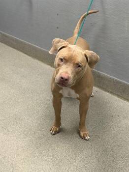 FIDO -  Pit Bull Terrier Dog for Adoption in Las Vegas, Nevada - FIDO | PetCurious