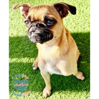 Winnie COH -  Pug Dog for Adoption in Inglewood, California - Winnie COH | PetCurious