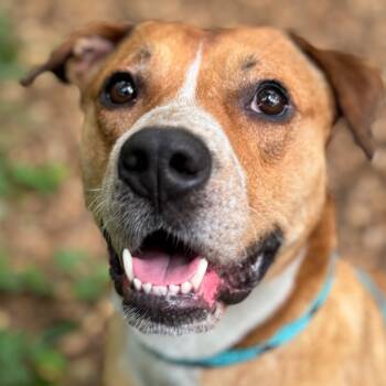 Rescue Mixed Breed Dogs for Adoption in Decatur, Georgia - Saskia | PetCurious