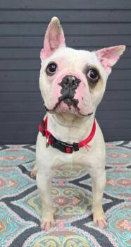 Jagger -  French Bulldog and Boston Terrier Dog for Adoption in New York, New York - Jagger | PetCurious