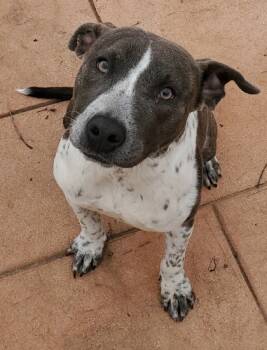 Rescue Terrier and Mixed Breed Dogs for Adoption in Shreveport, Louisiana - Marcy | PetCurious