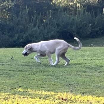 Leonard -  Labrador Retriever and Terrier Dog for Adoption in Medfield, Massachusetts - Leonard | PetCurious