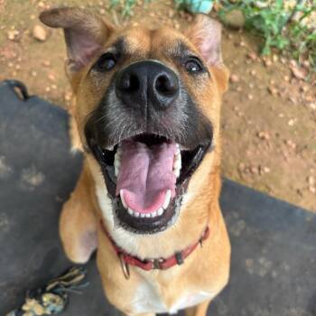 Scooby -  Australian Shepherd and Mixed Breed Dog for Adoption in Cedar Creek, Texas - Scooby | PetCurious