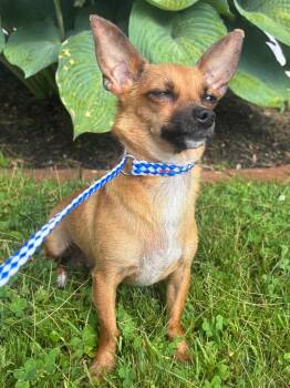 Bunny -  Chihuahua Dog for Adoption in Fall River, Massachusetts - Bunny | PetCurious