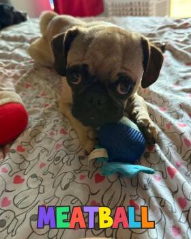 Meatball -  Pug Dog for Adoption in Mesa, Arizona - Meatball | PetCurious