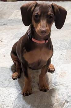 Maple -  Dachshund Dog for Adoption in Watertown, Connecticut - Maple | PetCurious