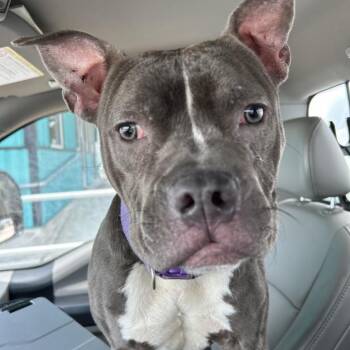 American Bulldog Dogs Available for Adoption in Galveston, Texas - Clara | PetCurious