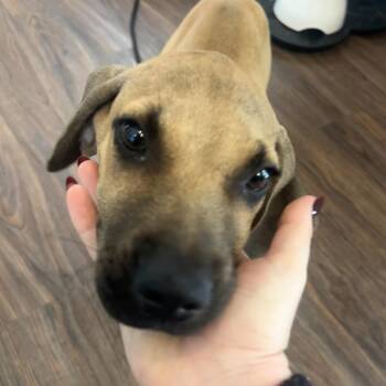 Gromit 5114 -  Great Dane and Mixed Breed Dog for Adoption in Loxahatchee Groves, Florida - Gromit 5114 | PetCurious