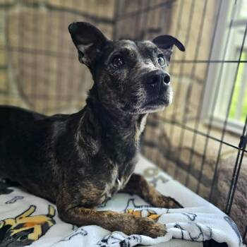 Dachshund Dogs Available for Adoption in Seneca, South Carolina - Cherry | PetCurious