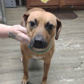 Mixed Breed Dogs Available for Adoption in Summerville, South Carolina - Tiana | PetCurious