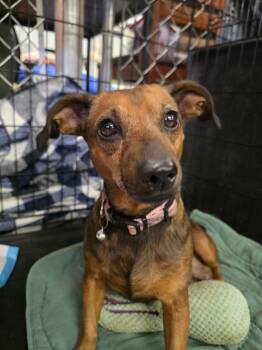 Fanny -  Chihuahua Dog for Adoption in Muldrow, Oklahoma - Fanny | PetCurious