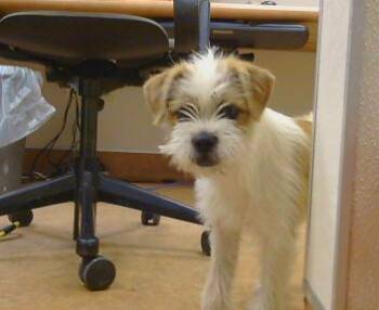 Schnauzer and Mixed Breed Dogs Available for Adoption in Sacramento, California - DARLA | PetCurious