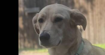 Penny (Lab mix) -  Labrador Retriever and Shepherd Dog for Adoption in Dallas, Texas - Penny (Lab Mix) | PetCurious