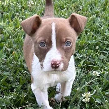Husky Dogs Available for Adoption in Wiggins, Mississippi - Percy | PetCurious