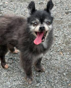 Pomeranian Dogs Available for Adoption in Manassas, Virginia - Pepe (ID 51643) | PetCurious