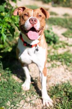 Rescue Pit Bull Terrier Dogs for Adoption in Indianapolis, Indiana - Gibbs | PetCurious