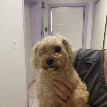 Rescue Poodle Dogs for Adoption in Northbrook, Illinois - October | PetCurious