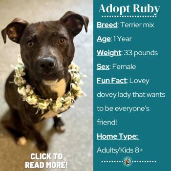 Pit Bull Terrier and Mixed Breed Dogs Available for Adoption in Metamora, Michigan - Ruby | PetCurious