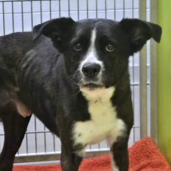Cooper -  Border Collie and Mixed Breed Dog for Adoption in San Jacinto, California - Cooper | PetCurious