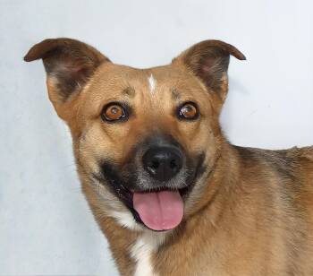 APPLE PIE -  German Shepherd Dog Dog for Adoption in Pasadena, California - APPLE PIE | PetCurious