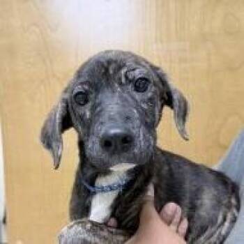 Rubin-3946 -  Terrier and Mixed Breed Dog for Adoption in Tyler, Texas - Rubin-3946 | PetCurious