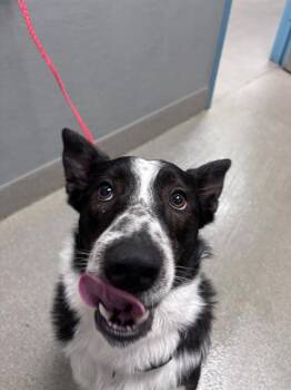 KYLO -  Border Collie and Mixed Breed Dog for Adoption in Las Vegas, Nevada - KYLO | PetCurious