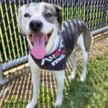 Rescue Beagle Dogs for Adoption in Beaumont, Texas - Batman | PetCurious