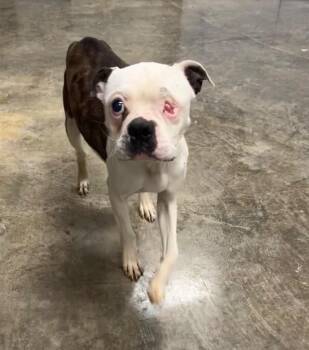 Butch -  Mixed Breed Dog for Adoption in Lake City, Arkansas - Butch | PetCurious