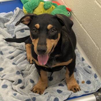 Lucy -  Mixed Breed Dog for Adoption in Hendersonville, North Carolina - Lucy | PetCurious