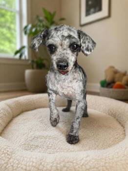 Tango -  Poodle Dog for Adoption in Malvern, Pennsylvania - Tango | PetCurious