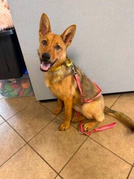 Cinnamon -  German Shepherd Dog Dog for Adoption in Marion, Ohio - Cinnamon | PetCurious