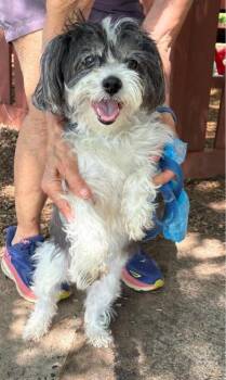 Chiquitina -  Shih Tzu and Mixed Breed Dog for Adoption in Bridgewater, New Jersey - Chiquitina | PetCurious