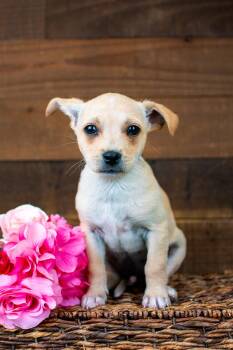 Chihuahua Dogs Available for Adoption - 215-26 | PetCurious
