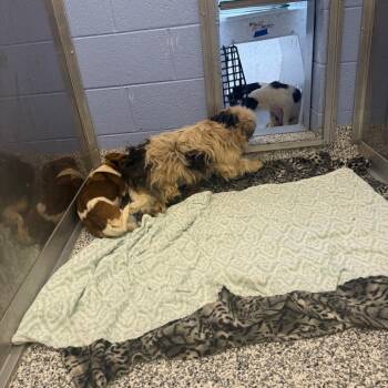 Mixed Breed Dogs Available for Adoption - Shea | PetCurious