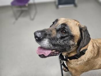 Rescue Mastiff and Mixed Breed Dogs for Adoption in Omaha, Nebraska - PIPER | PetCurious