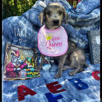 Rescue Chihuahua and Terrier Dogs for Adoption in Sebring, Florida - Taki | PetCurious