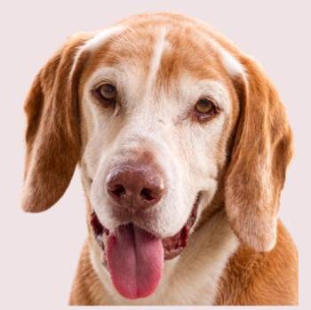 Copper -  Beagle and Labrador Retriever Dog for Adoption in Tampa, Florida - Copper | PetCurious