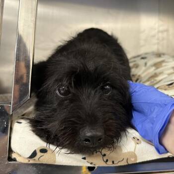Parker -  Mixed Breed Dog for Adoption in Philadelphia, Pennsylvania - Parker | PetCurious