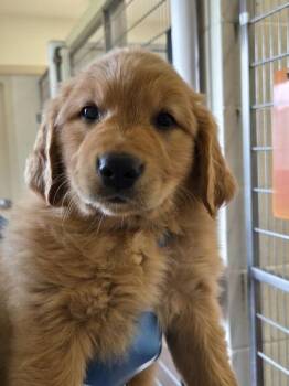 Juan -  Flat Coated Retriever Dog for Adoption in Kennewick, Washington - Juan | PetCurious