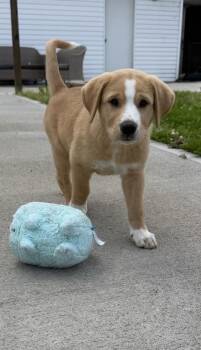 Labrador Retriever and Mixed Breed Dogs Available for Adoption in Aurora, Indiana - Connecticut : Preston | PetCurious