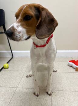 Thomas -  Beagle and Mixed Breed Dog for Adoption in Fall River, Massachusetts - Thomas | PetCurious
