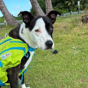Rescue American Staffordshire Terrier and Galgo Spanish Greyhound Dogs for Adoption in Humacao, Humacao - Bella Rose | PetCurious
