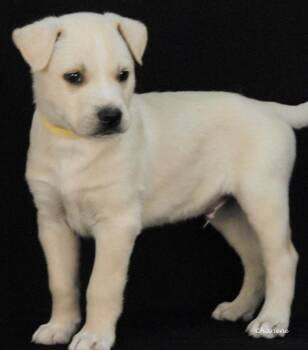 Husky Dogs Available for Adoption in Newland, North Carolina - Sova | PetCurious