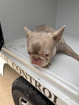 French Bulldog and Mixed Breed Dogs Available for Adoption in Houston, Texas - A655592 | PetCurious