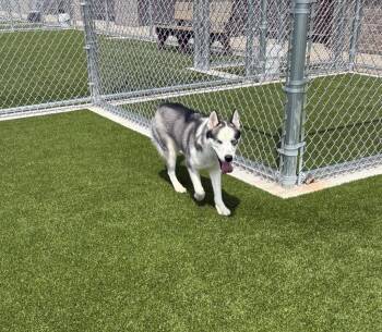 Layla -  Husky Dog for Adoption in Clarksville, Tennessee - Layla | PetCurious